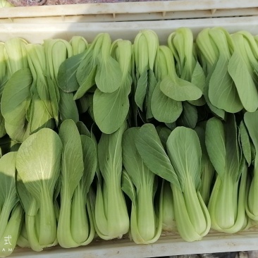 山东曹县油菜快菜大量上市