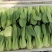 山东曹县油菜快菜大量上市