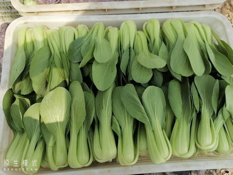 山东曹县油菜快菜大量上市