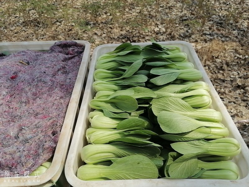 山东曹县油菜快菜大量上市