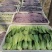 山东曹县油菜快菜大量上市