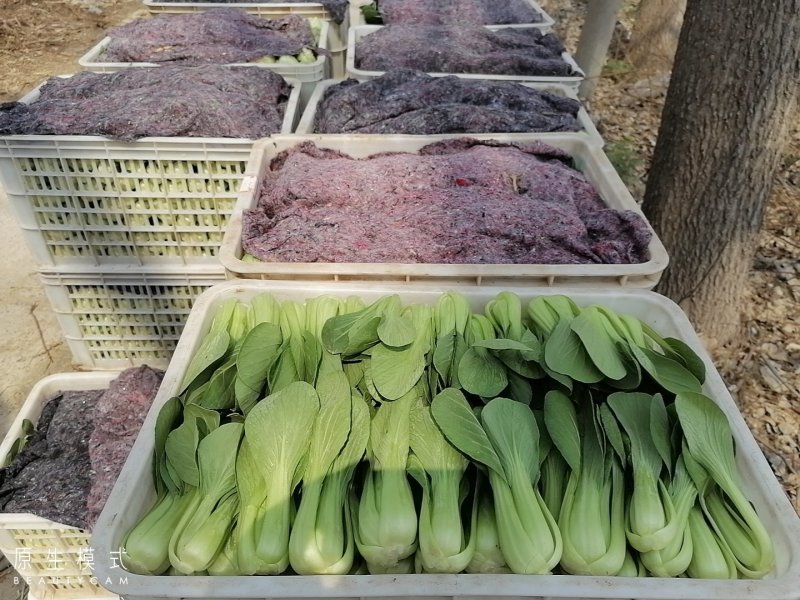 山东曹县油菜快菜大量上市