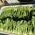 山东曹县油菜快菜大量上市