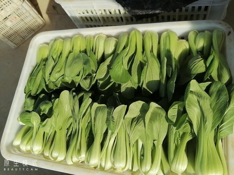 山东曹县油菜快菜大量上市