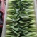山东曹县油菜快菜大量上市