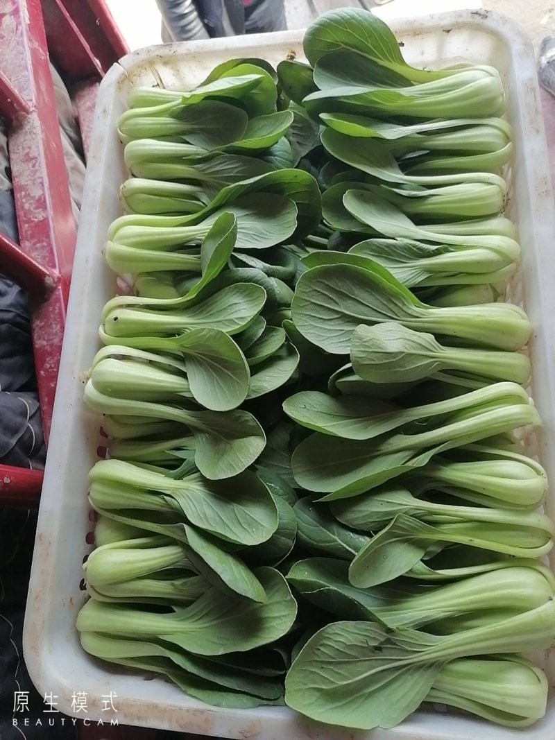 山东曹县油菜快菜大量上市