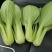 山东曹县油菜快菜大量上市