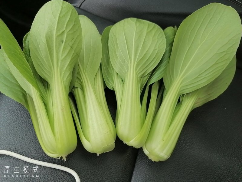 山东曹县油菜快菜大量上市