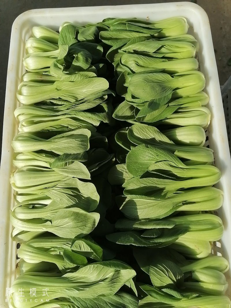 山东曹县油菜快菜大量上市