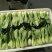 山东曹县油菜快菜大量上市