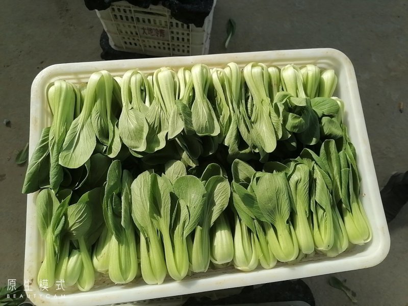 山东曹县油菜快菜大量上市