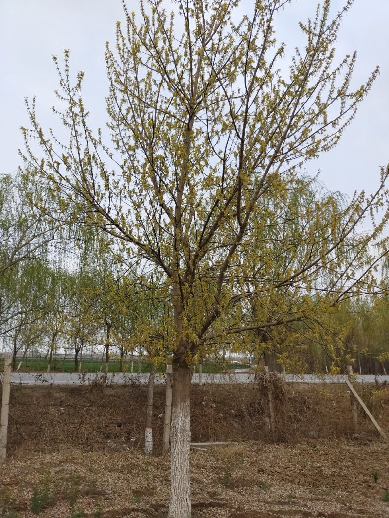 复叶槭，金叶复叶槭，蒙古栎