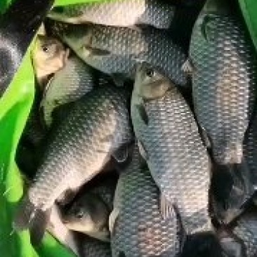 鲫鱼