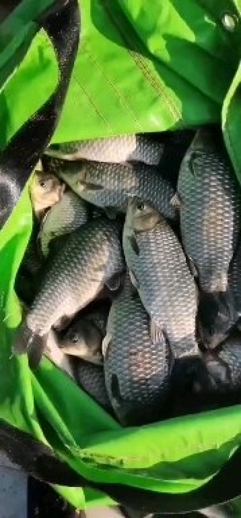 鲫鱼