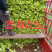 儿菜基地货，保证品质，全国走车。。。。。