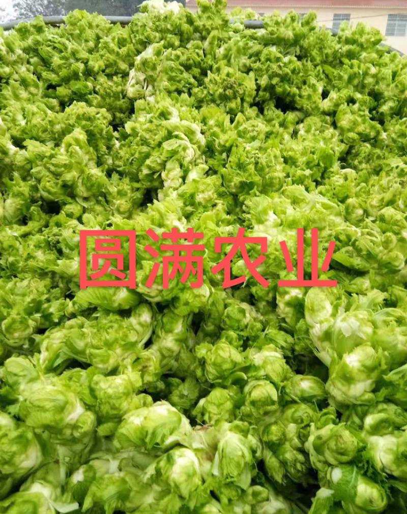 儿菜基地货，保证品质，全国走车。。。。。