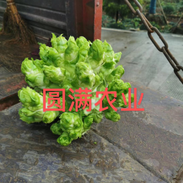 儿菜基地货，保证品质，全国走车。。。。。