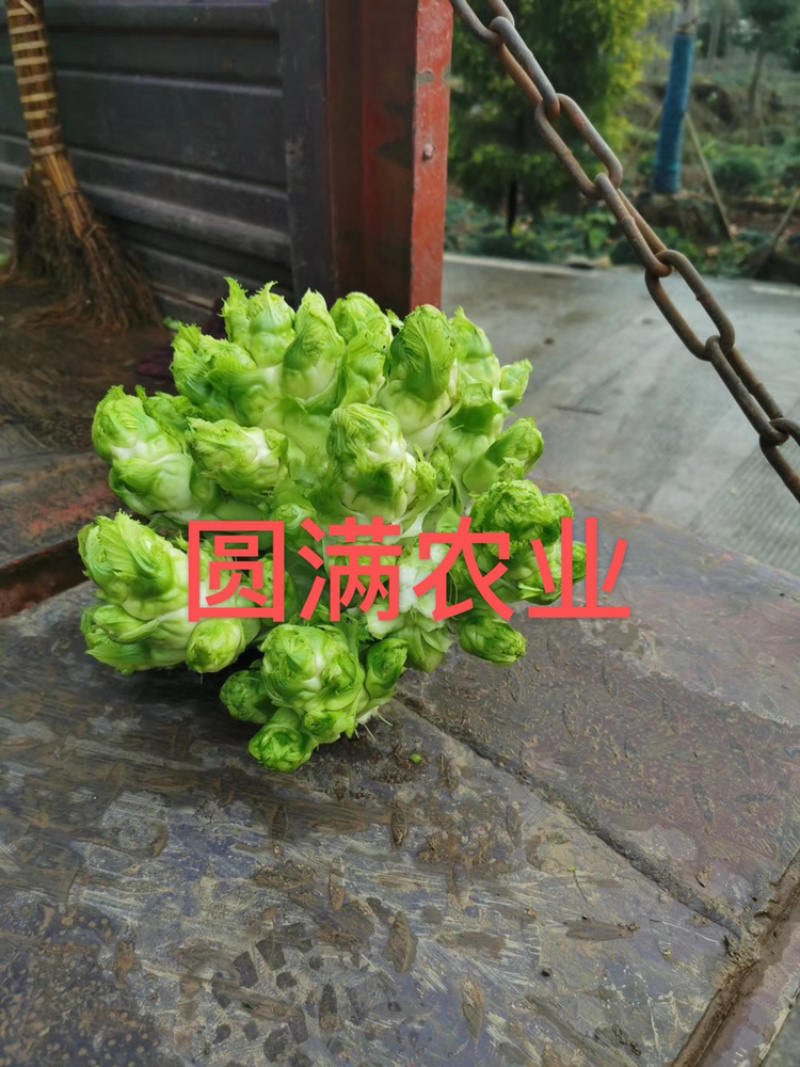 儿菜基地货，保证品质，全国走车。。。。。