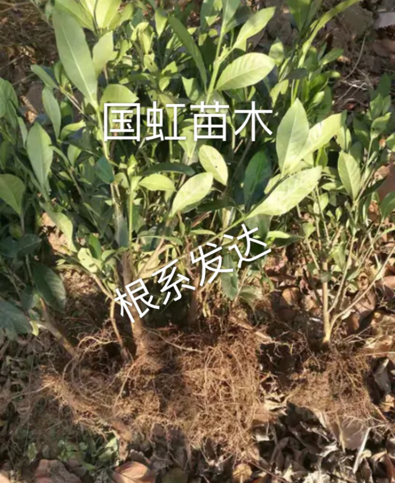 栀子花盆栽四季栀子花花苞满满居家必备包邮哦