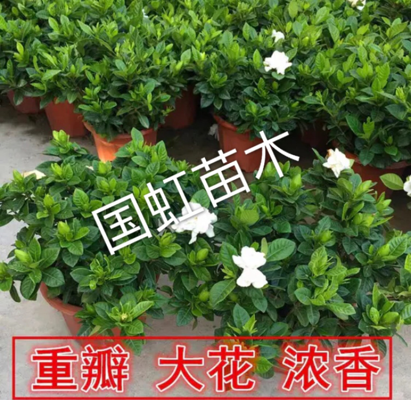 栀子花盆栽四季栀子花花苞满满居家必备包邮哦