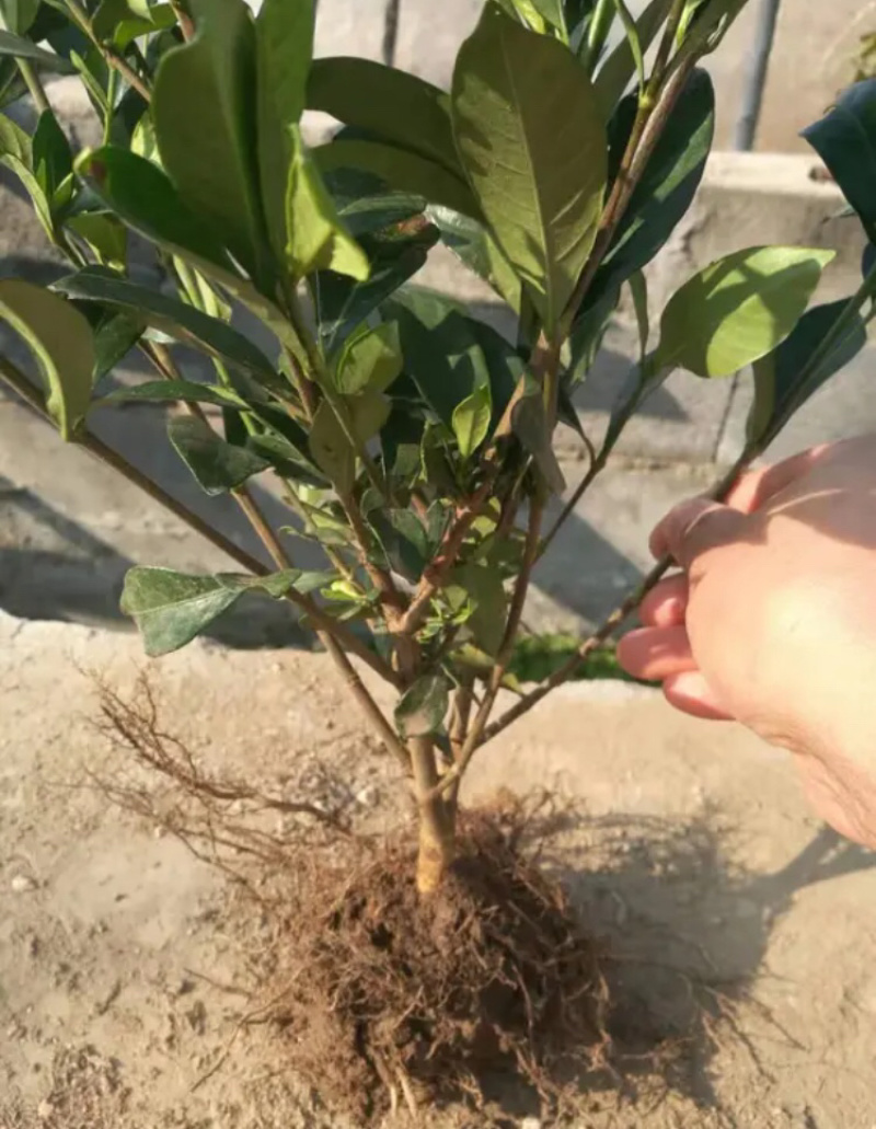 栀子花盆栽四季栀子花花苞满满居家必备包邮哦