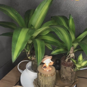 巴西木盆栽水养迷你室内桌面绿植四季常青格鲁特水培植物