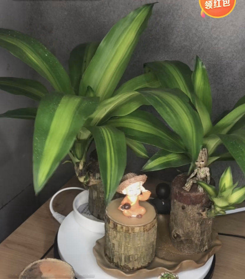 巴西木盆栽水养迷你室内桌面绿植四季常青格鲁特水培植物