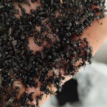 黑蚂蚁，精选大兴安岭地区，无杂质关书药材……