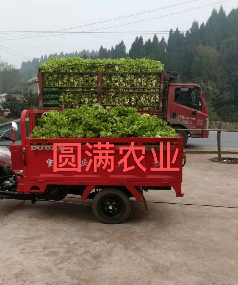 河南儿菜，特早熟儿菜，基地货保证质量，全国走车