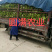 河南儿菜，特早熟儿菜，基地货保证质量，全国走车