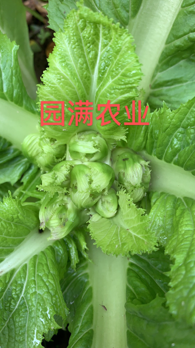 河南儿菜，特早熟儿菜，基地货保证质量，全国走车