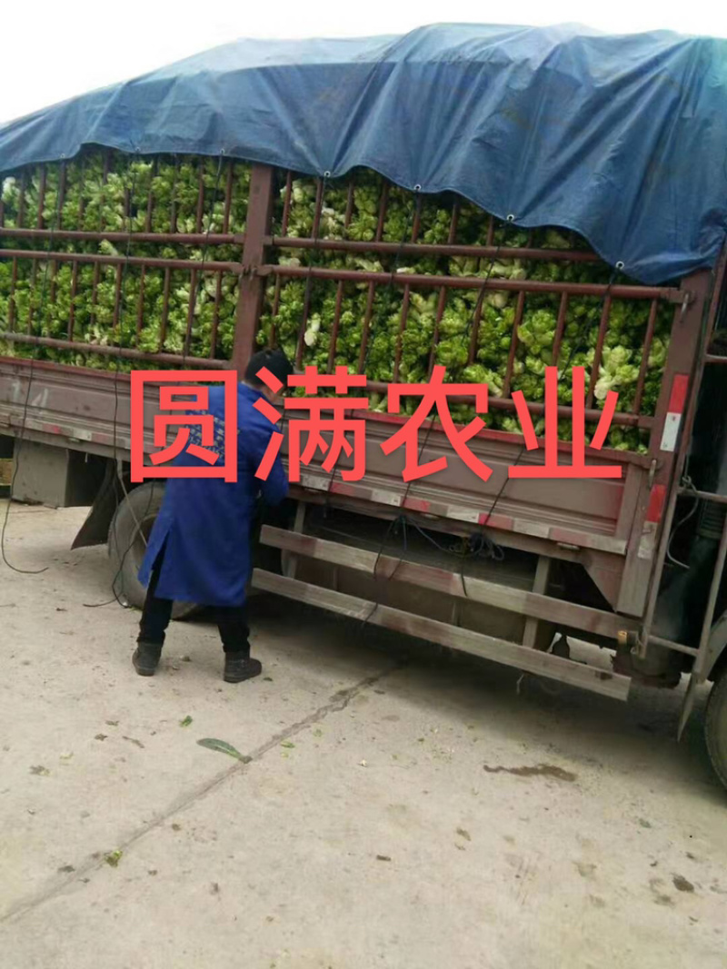 儿菜，特早熟儿菜，基地货，全国走车，保证品质！！！！