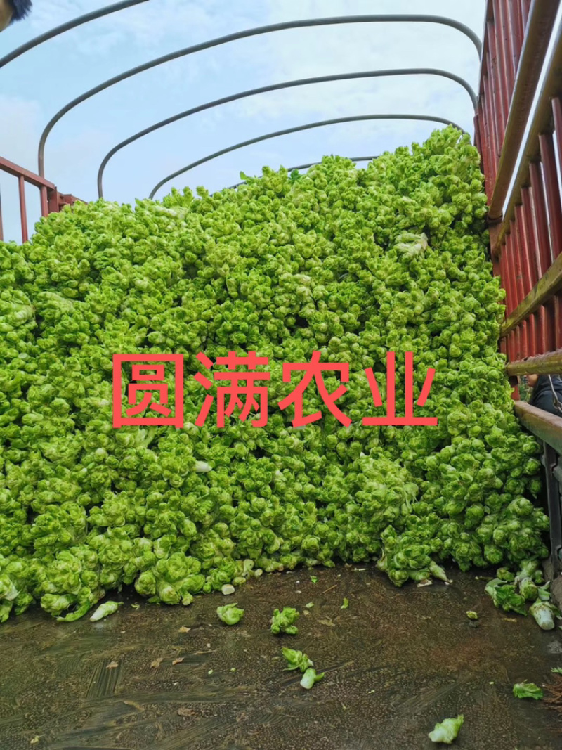 儿菜，特早熟儿菜，基地货，全国走车，保证品质！！！！