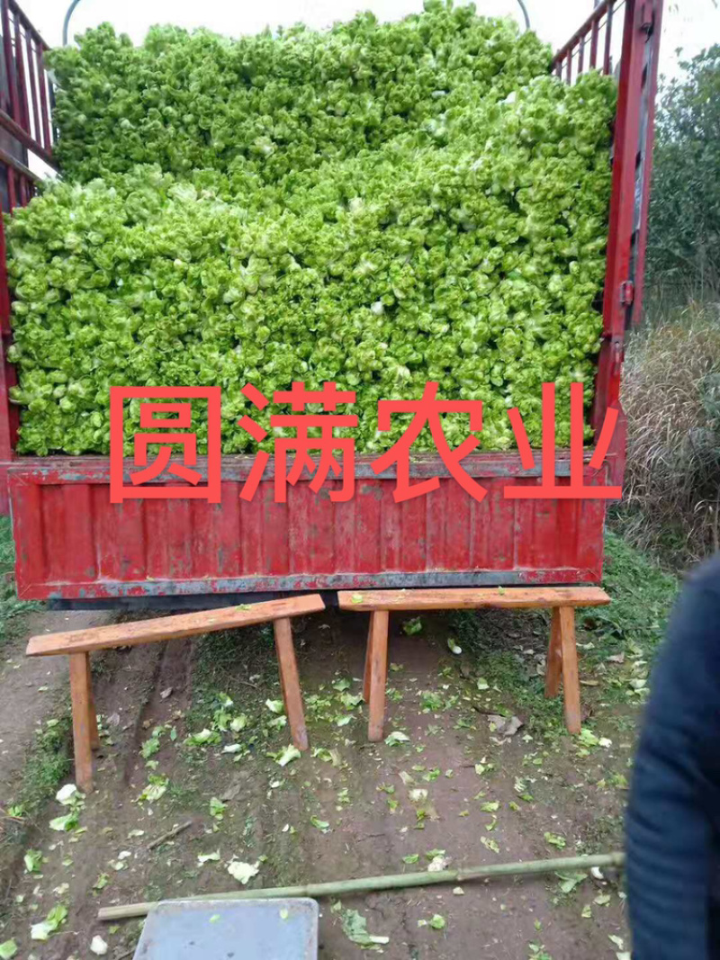 儿菜，特早熟儿菜，基地货，全国走车，保证品质！！！！