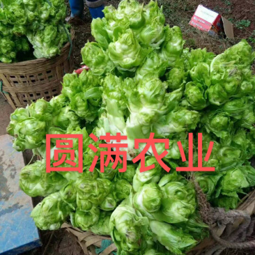 儿菜，特早熟儿菜，基地货，全国走车，保证品质！！！！
