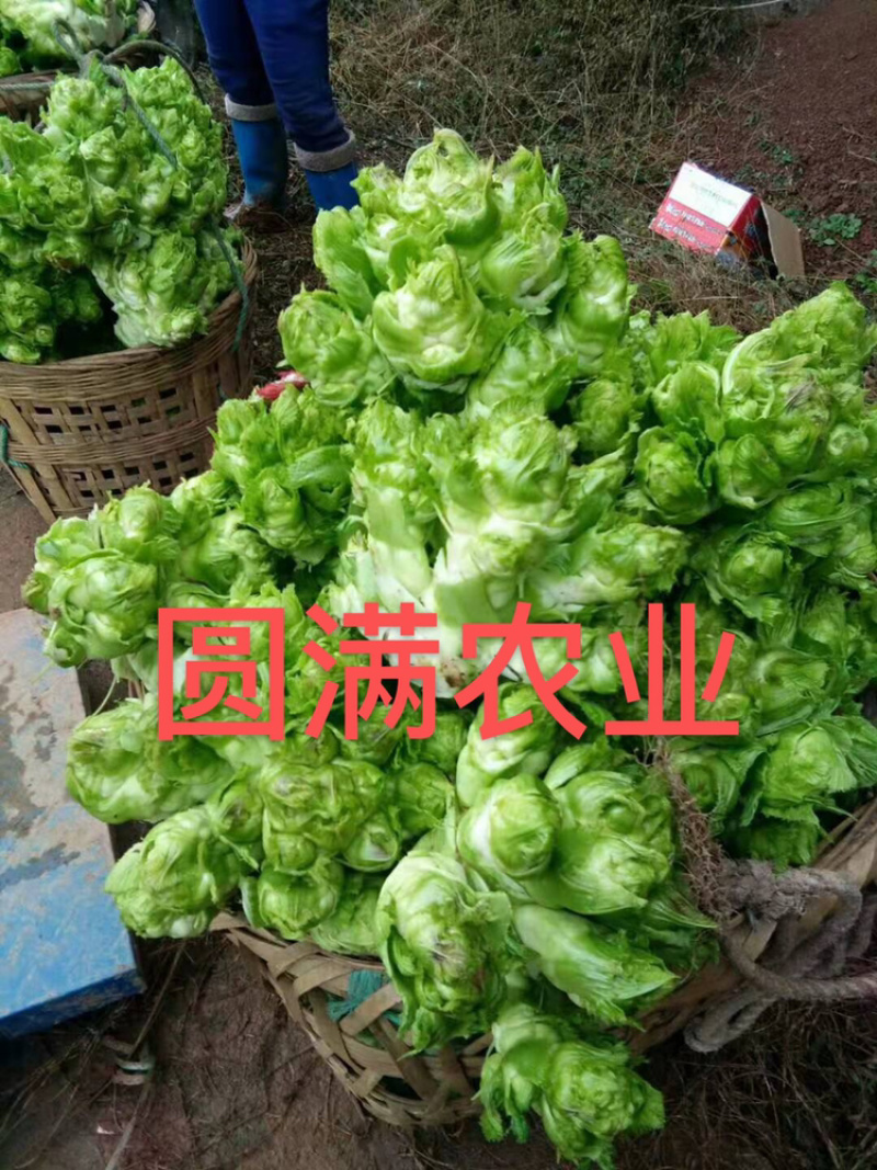 儿菜，特早熟儿菜，基地货，全国走车，保证品质！！！！