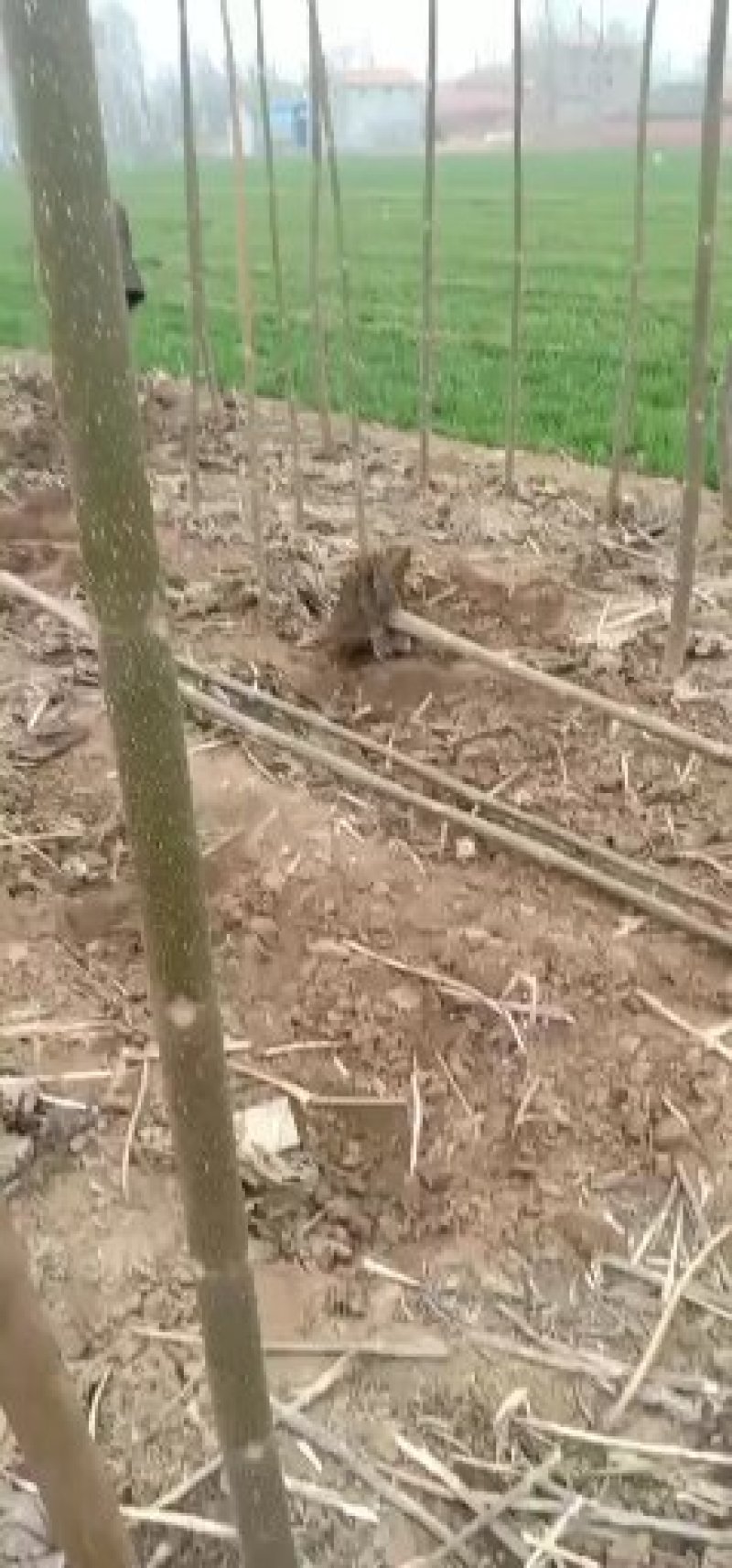 滑县桐树苗大量出售幼桐桐根