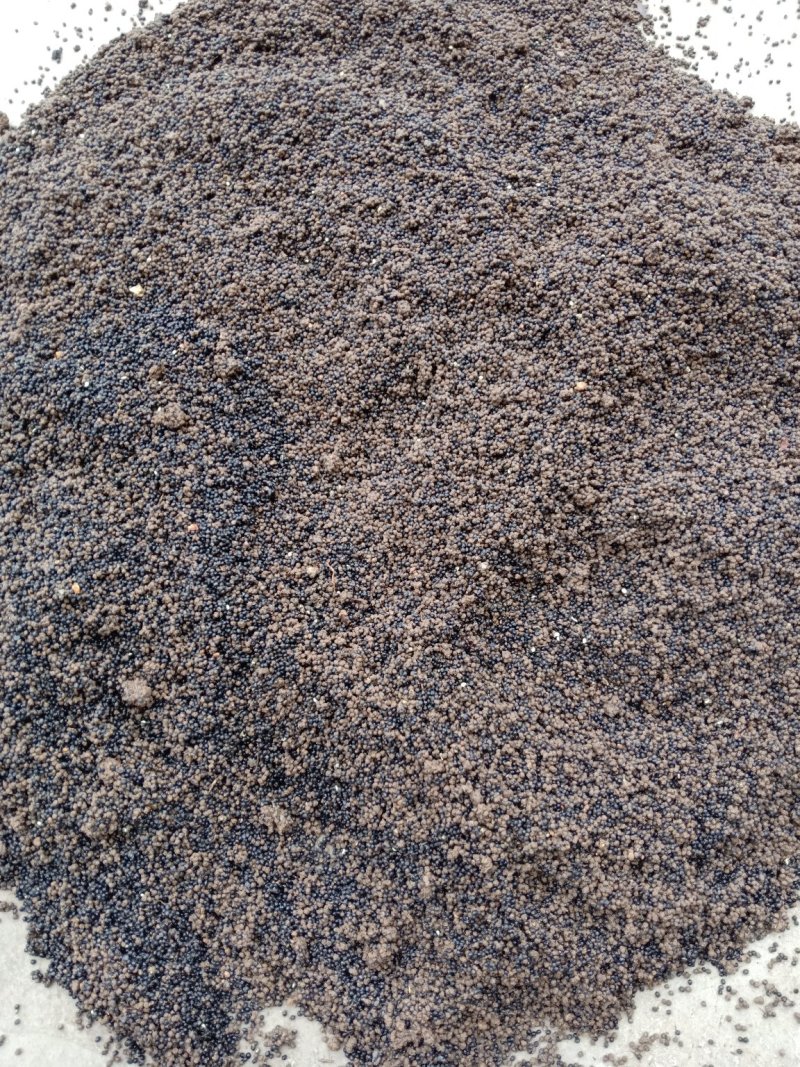 发芽花椒种子大红袍花椒种子育苗专用含粒率高