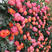 四季蔷薇花苗藤本月季大花浓香庭院爬藤植物