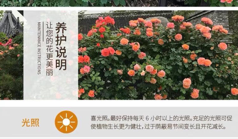 四季蔷薇花苗藤本月季大花浓香庭院爬藤植物