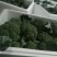 耐寒西兰花可对接超市电商和批发商可视频看货支持各种包装！