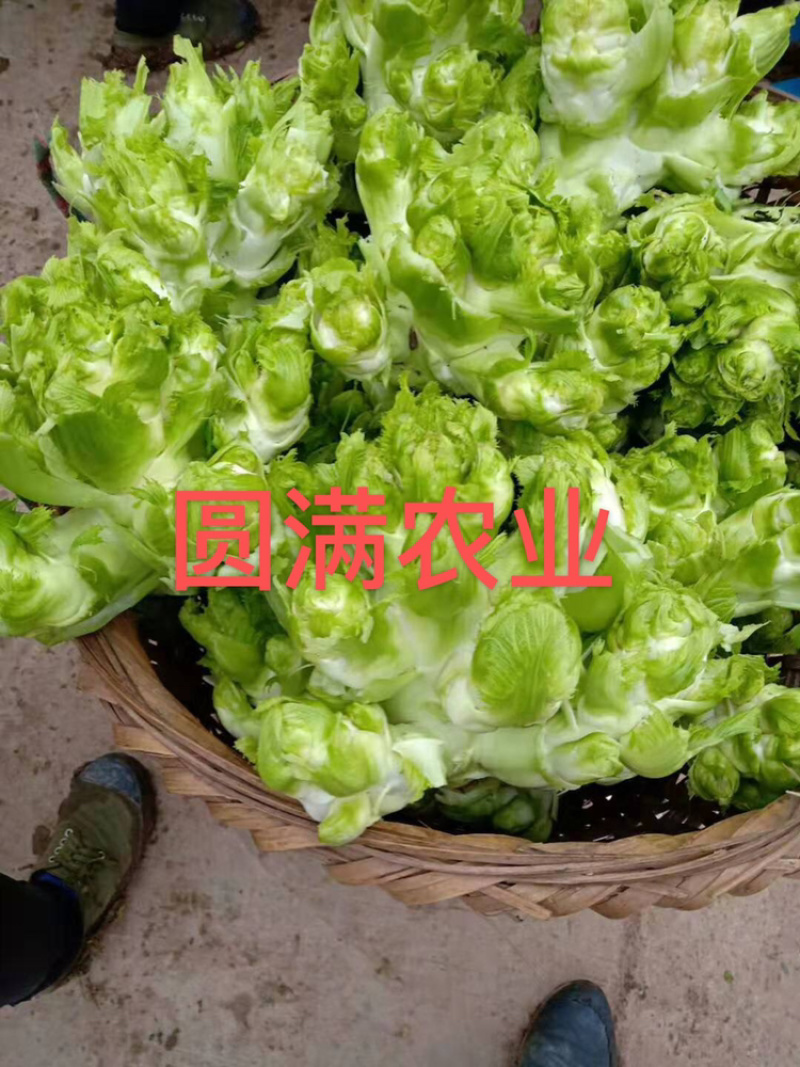 儿菜，基地货，保证品质，全国走货，你有量我有价！