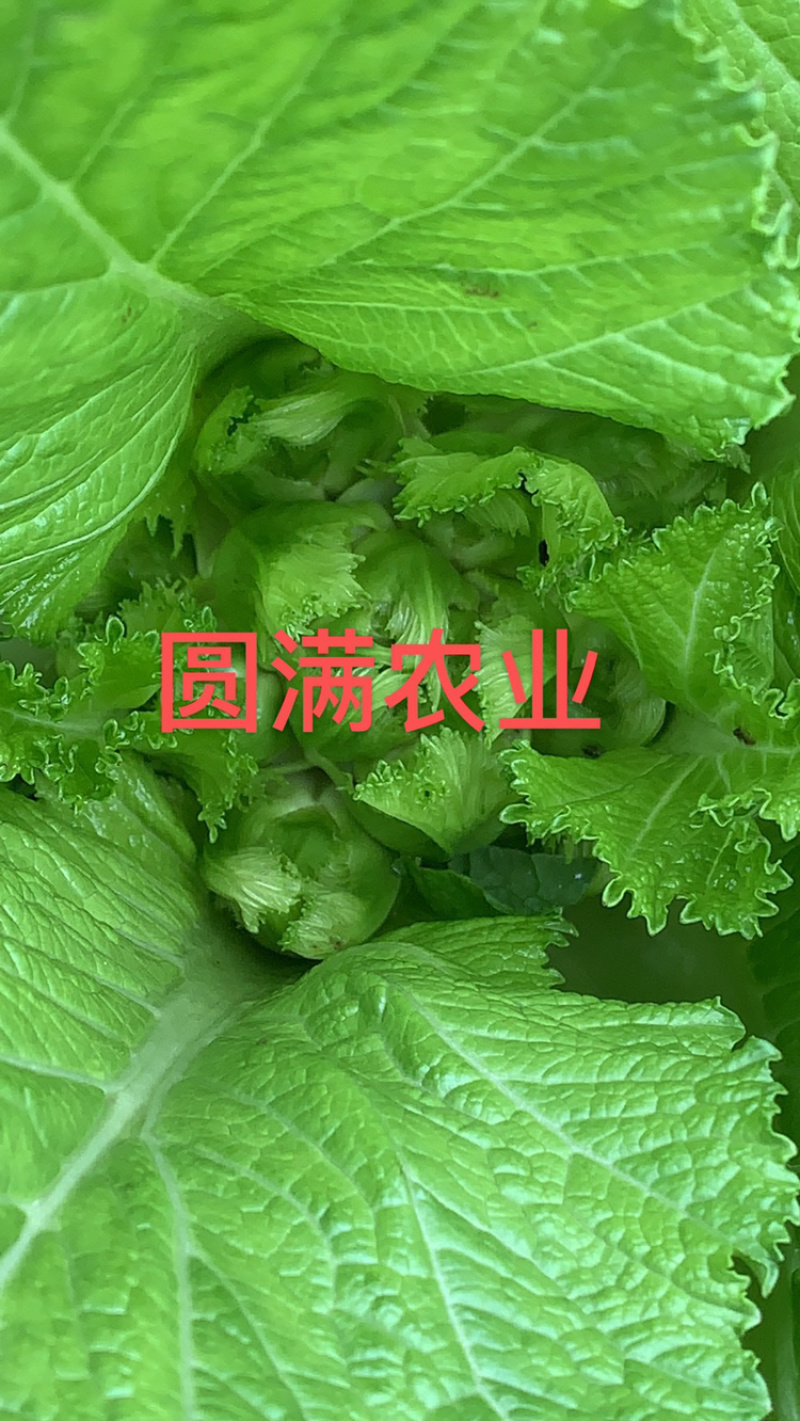 儿菜，基地货，保证品质，全国走货，你有量我有价！