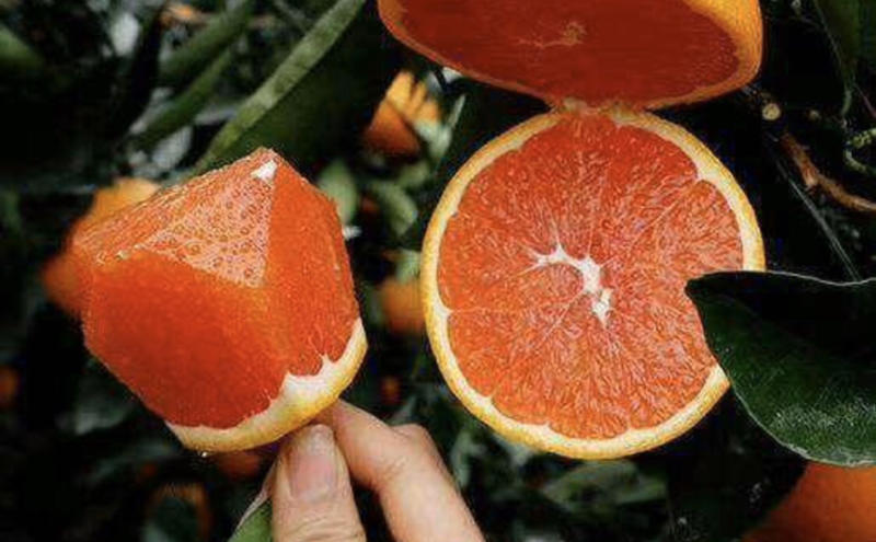 血橙优质红橙红肉脐橙产地一手货源果园看货