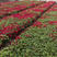 福建三角梅，20公分三角梅苗；中国红、云南紫、玫瑰红