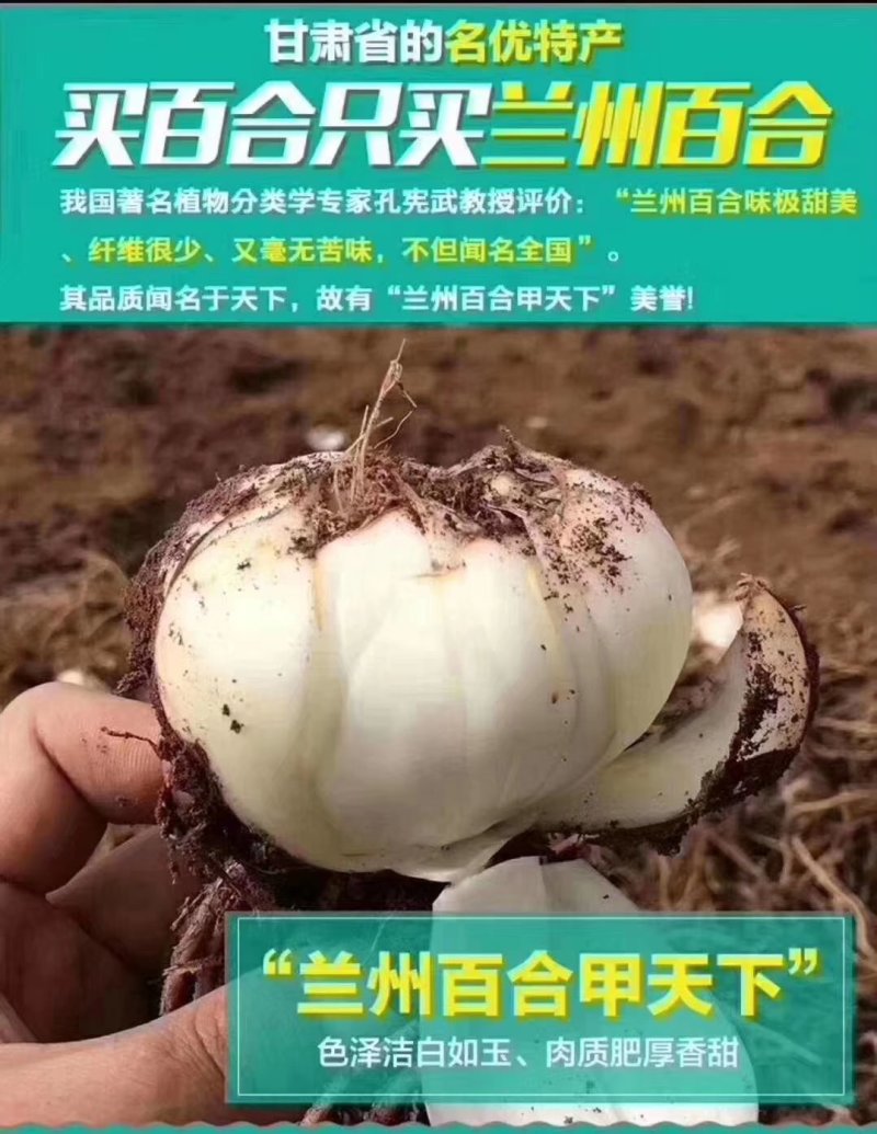 透明真空包装十二头，十头，八头，六头，四头，两头，