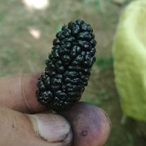 桑葚，大凉山德昌桑葚，国家地理标志，黑桑葚。桑葚子