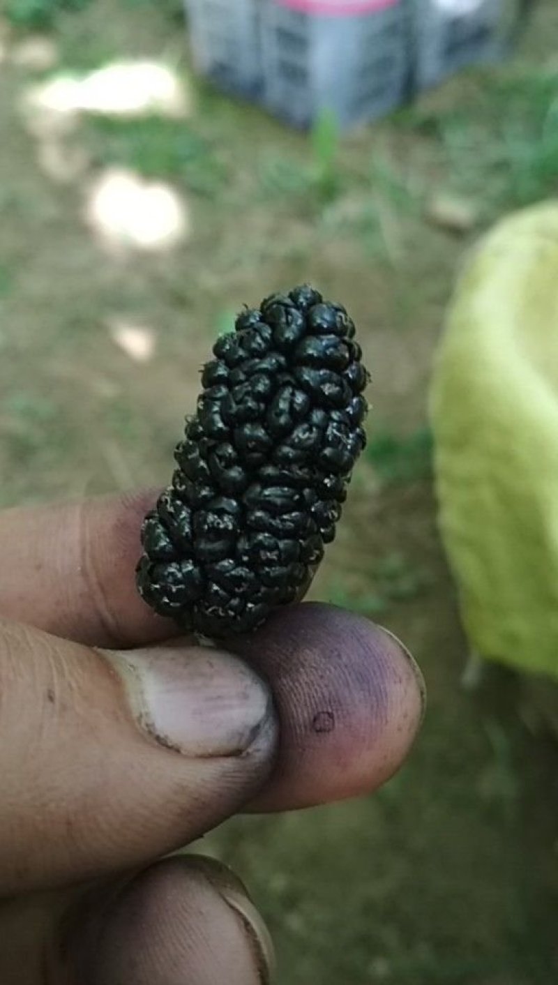 桑葚，大凉山德昌桑葚，国家地理标志，黑桑葚。桑葚子