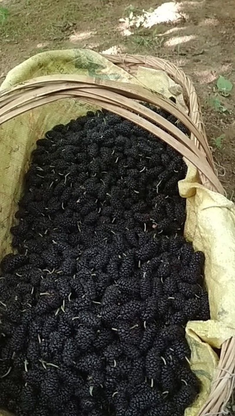 桑葚，大凉山德昌桑葚，国家地理标志，黑桑葚。桑葚子