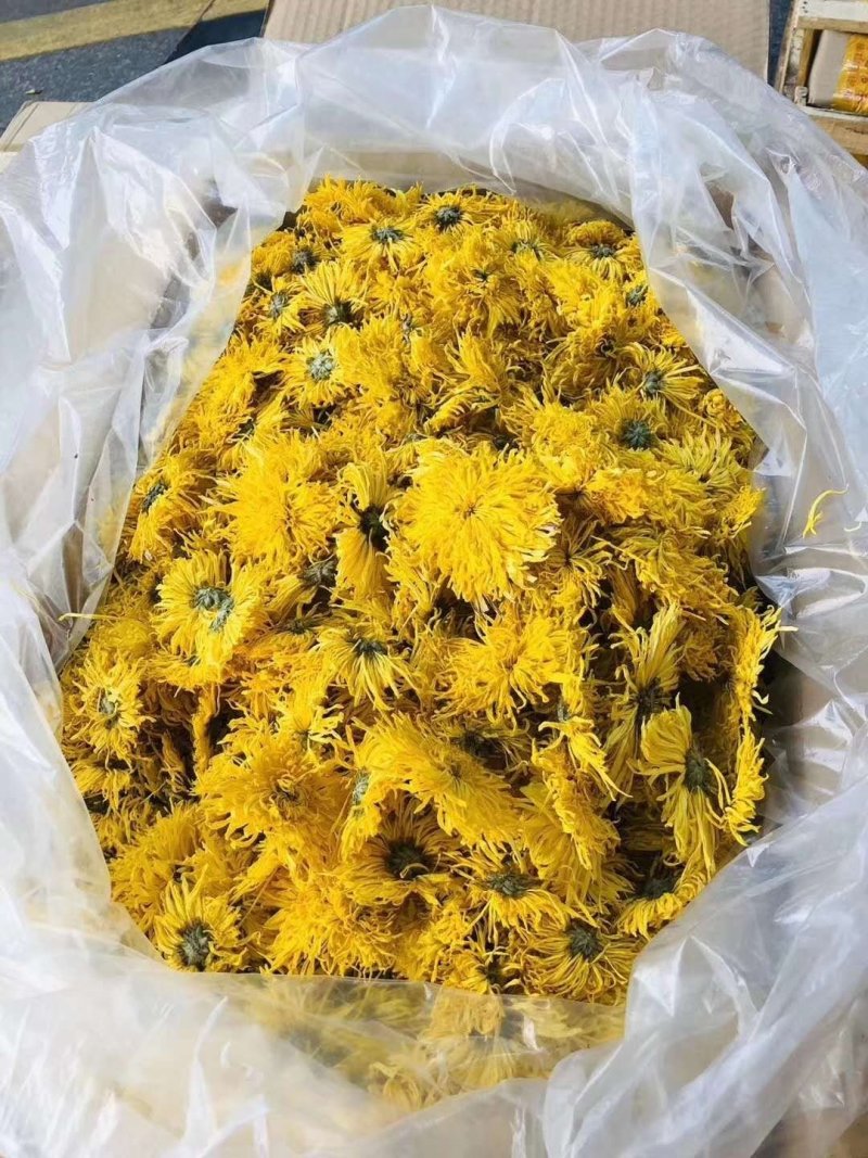 【金丝黄菊茶】西藏产地直供质量保证一手货源价格美丽